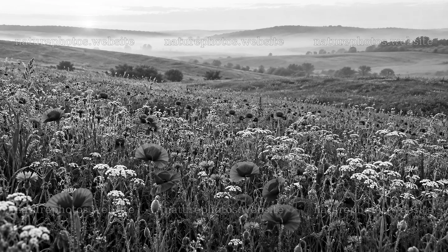 Monochrome Wildflower Meadow in Morning Mist – nature photos 10324x5812