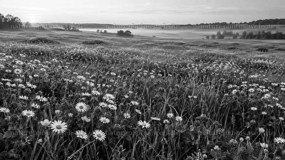Monochrome Wildflower Meadow in Morning Mist – nature photos 10324x5812